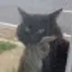 Mole HD