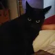 Batfink_the_ Furrible