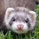 Frisky Ferret
