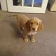 Colin