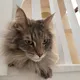 TOM