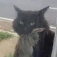 Mole HD